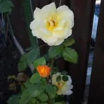 Apartment White Home-apartament Burgas City