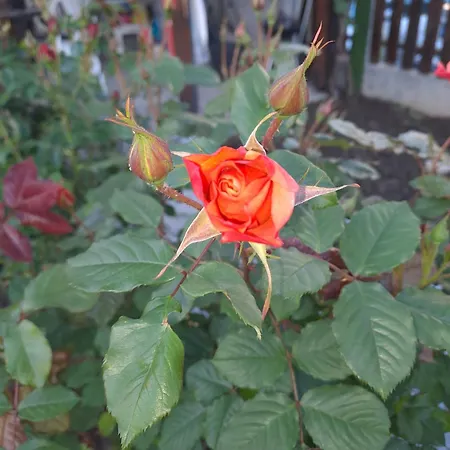 Апартаменты White Home-apartament