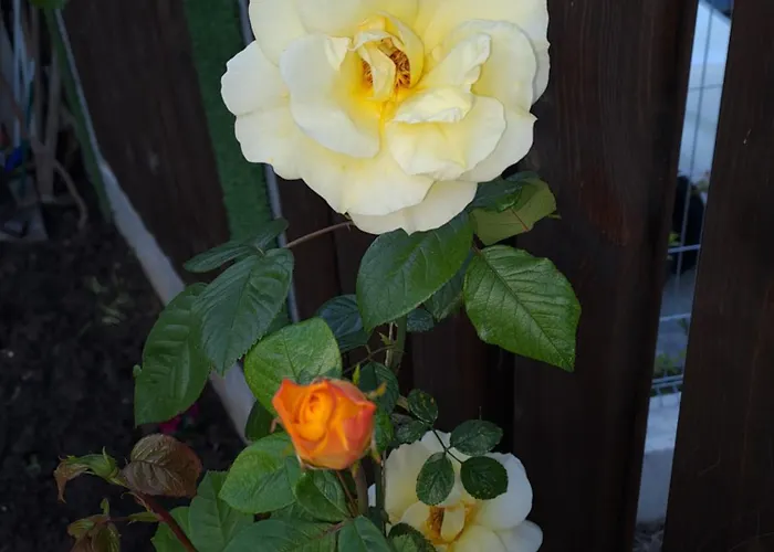 Διαμέρισμα White Home-apartament Μπουργκάς