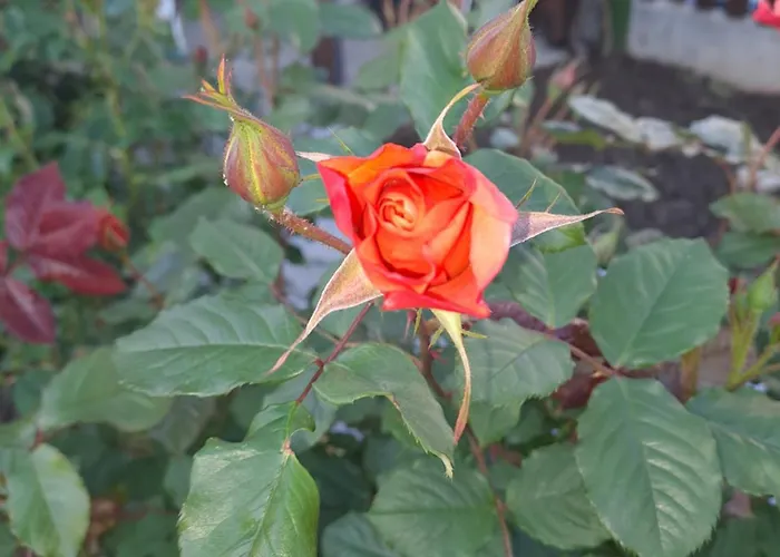 Apartman White Home-apartament